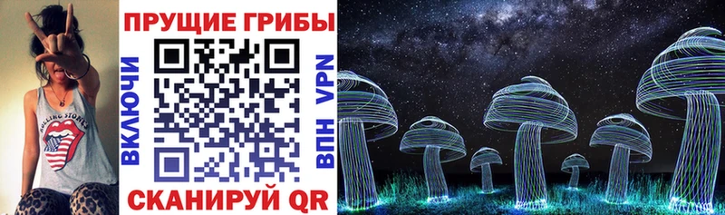 где можно купить   Новозыбков  kraken ТОР  Галлюциногенные грибы Psilocybine cubensis 