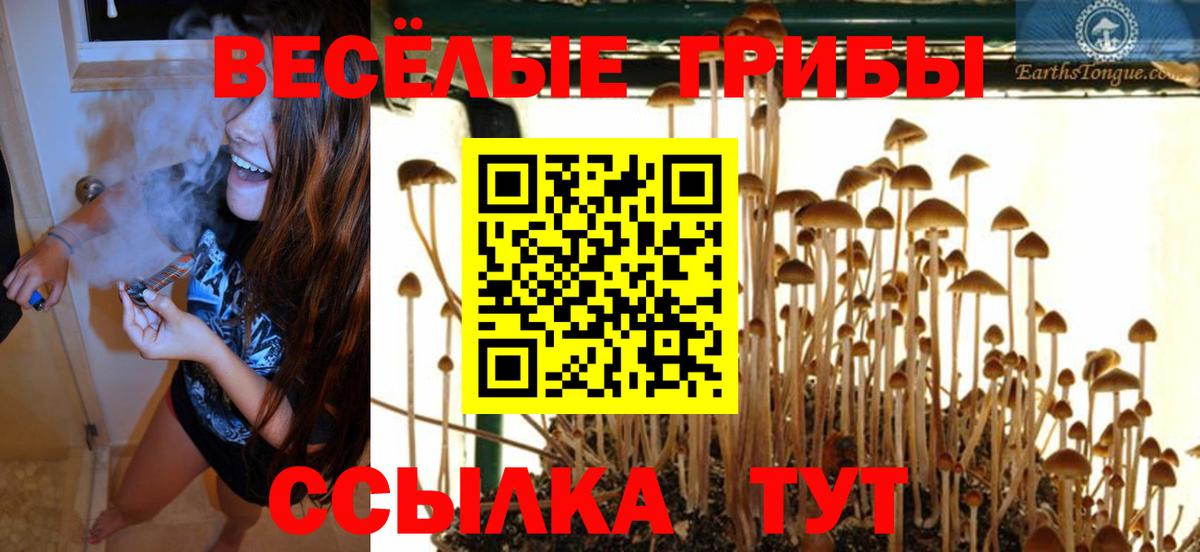Галлюциногенные грибы Cubensis  где найти   Новозыбков  Вход с VPN  Псилоцибиновые грибы мицелий 